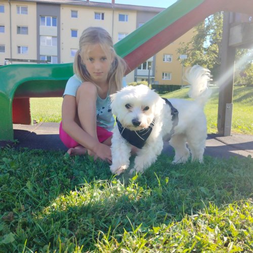 Bild zum Weblog Projekttage Thema: Tiere